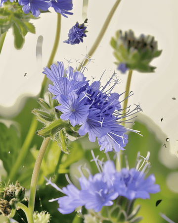 Semillas de Phacelia orgánica Phacelia Tanacetifolia flores anuales (Phacelia tanacetifolia) – anual orgáni…