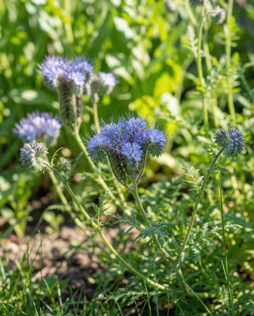 Semillas de Phacelia ecológica Phacelia Tanacetifolia, flores anuales (Phacelia tanacetifolia) – flor anual ecológica…