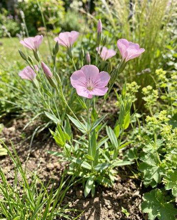 Cowherb Pink Beauty (Saponaria vaccaria) – sementes biológicas de erva anual da SeedsChoice