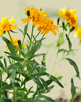 Sementes de estragão mexicano Tagetes Lucida flor anual biológica