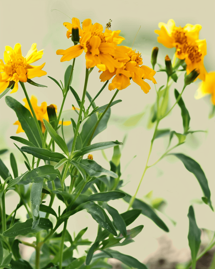 Sementes de estragão mexicano (Tagetes lucida) – flor anual biológica