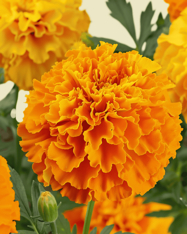 Semillas de tagetes africano Sunset Giants Mixed (Tagetes erecta) – flor anual ecológica