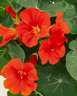 Sementes de capuchinha Empress Of India biológica Tropaeolum majus anual
