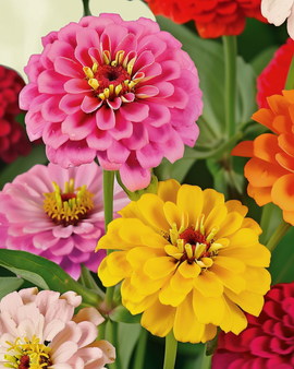 Sementes de Zinnia Dahlia Flowered Biológica Zinnia Elegans Mistura Anual