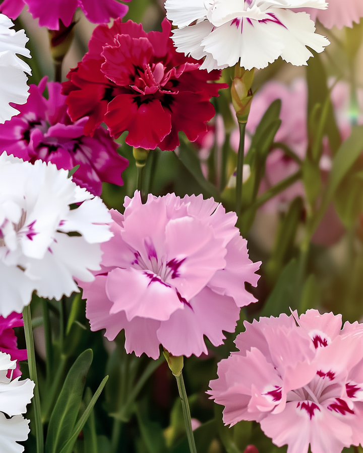 Semillas de clavelina (Dianthus barbatus) – mezcla bienal ecológica