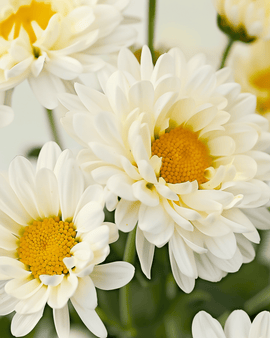 Sementes Biológicas de Margarida Shasta Chrysanthemum Leucanthemum May Queen Perene