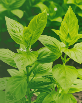 Sementes de Manjericão-limão Biológico Ocimum Basilicum Erva Anual