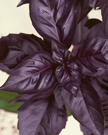 Basil Red Rubin seeds (Ocimum basilicum) – organic annual herb