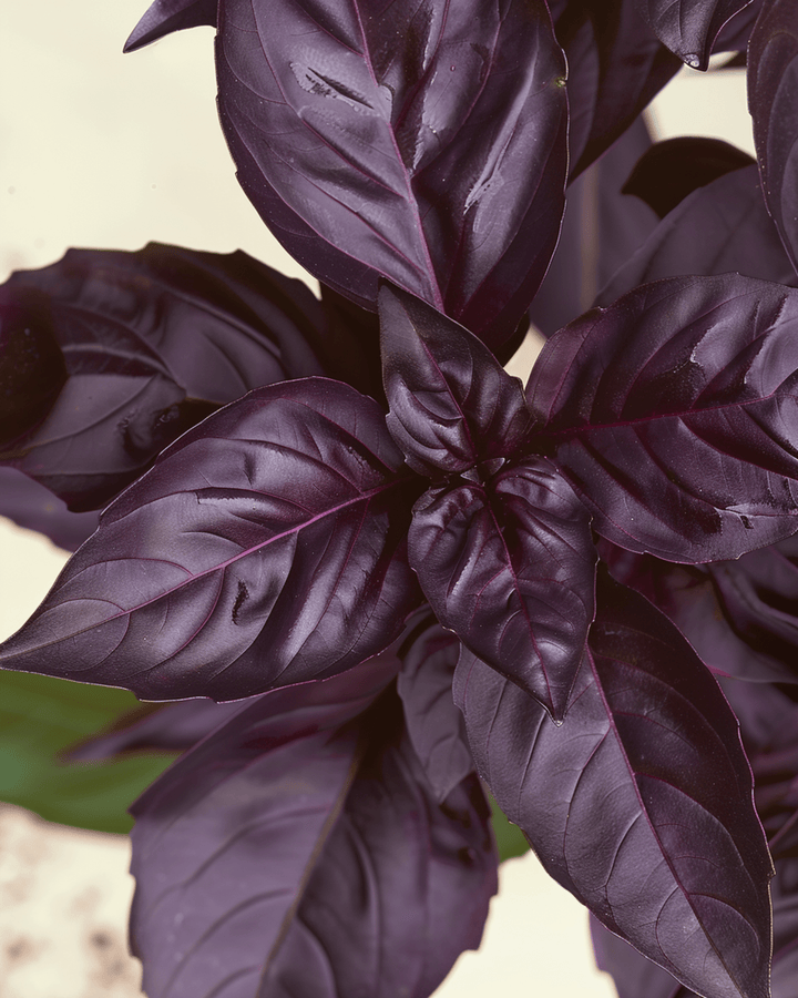 Sementes de manjericão Red Rubin (Ocimum basilicum) – erva anual biológica