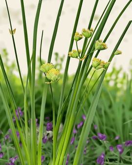 Semillas de cebollino ecológico Allium Schoenoprasum perenne Prager