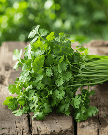 Semillas de cilantro (Coriandrum sativum) – hierba aromática anual ecológica