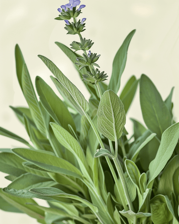 Semillas de salvia (Salvia officinalis) – hierba perenne ecológica