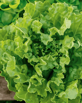 Semillas de endibia ecológica Nummer Vijf 2 Cichorium Endivia anual