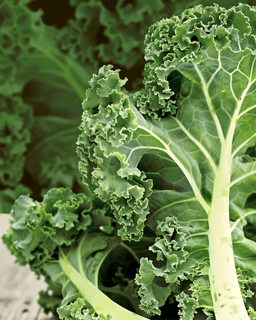 Semillas de col rizada Westland Autumn (Brassica oleracea) – vegetal anual ecológico