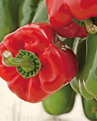 Sweet Pepper California Wonder seeds (Capsicum annuum) – organic annual vegetable