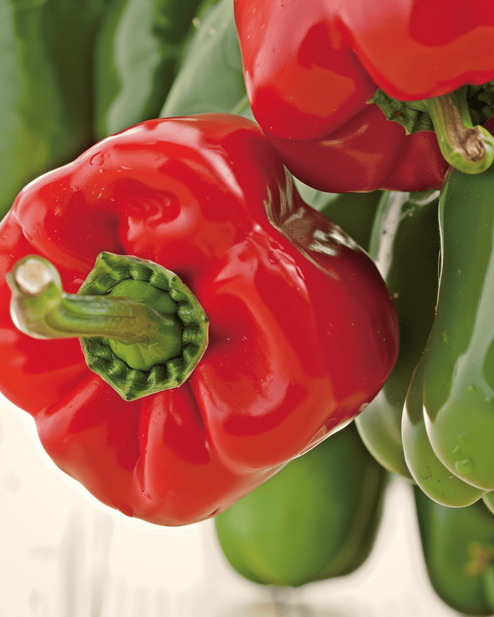Sementes de Pimento California Wonder (Capsicum annuum) – hortaliça anual biológica