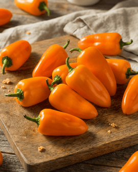 Semillas ecológicas de pimiento dulce snack Capsicum Annuum variedad Flynn anual