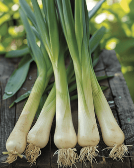 Sementes de Alho-francês Biológico Allium Porrum Hannibal Variedade Anual
