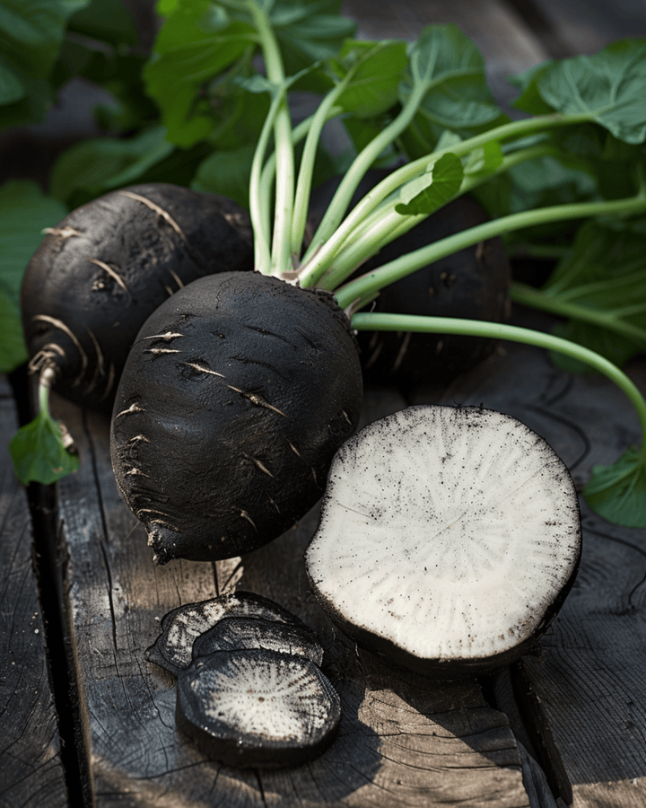 Sementes de rabanete preto redondo de inverno espanhol (Raphanus sativus) – hortaliça anual biológica