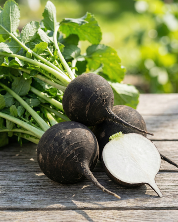 Rábano negro redondo de invierno español (Raphanus sativus) – semillas de hortaliza anual ecológica de SeedsChoice