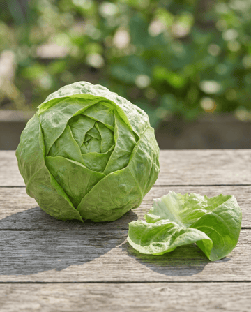 Alface Hilde Ii (Lactuca sativa) – sementes de legume anual biológico da SeedsChoice