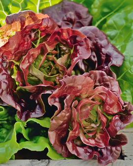 Semillas de lechuga Wonder Der Vier Jaargetijden Lactuca sativa ecológica, variedad anual