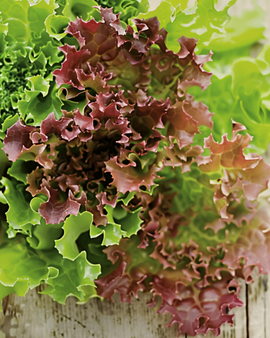Sementes de alface frisada Lollo Rossa biológica Lactuca sativa vegetal anual