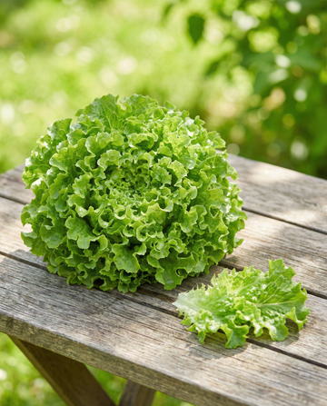 Sementes de alface de folha Salad Bowl Green (Lactuca sativa) – vegetal anual biológico da SeedsChoice