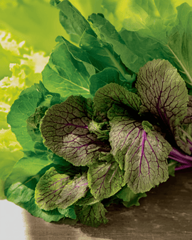 Semillas de mesclun ecológico anual Brassica juncea en mezcla