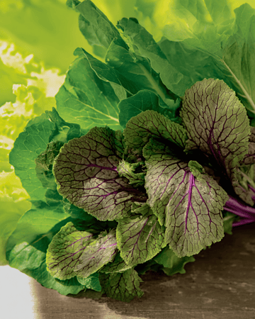 Sementes de mesclun (Brassica juncea) – mistura anual biológica