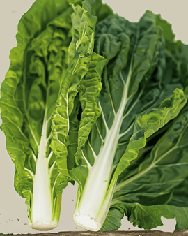 Sementes de Acelga Biológica Beta Vulgaris White Silver 2 Anual