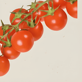 Sementes de tomate-cereja Cerise Solanum lycopersicum biológico legume anual