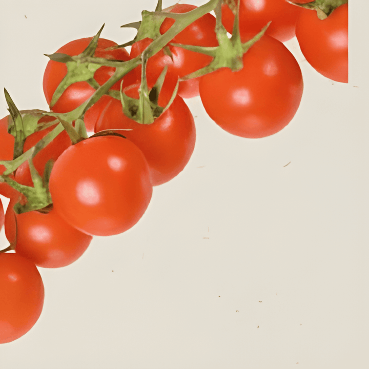 Sementes biológicas de tomate-cereja Cerise (Solanum lycopersicum) – legume anual
