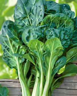 Sementes de Tatsoi Biológicas Brassica Rapa Vegetal Anual Variante Pak Choi