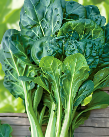 Semillas de Tatsoi Pak Choi (Brassica rapa) – verdura anual ecológica