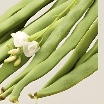 Semillas de judía escarlata Emergo (Phaseolus coccineus) – hortaliza anual ecológica
