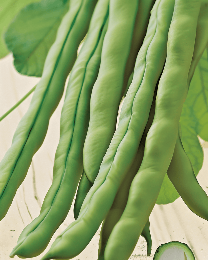 Semillas de judía trepadora Neckarkönigin (Phaseolus vulgaris) – verdura anual ecológica