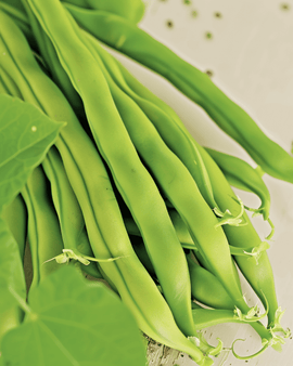 Sementes de feijão-anão Maxi biológico Phaseolus vulgaris legume anual
