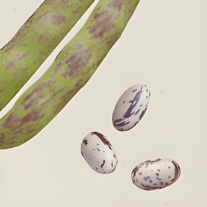 Sementes de feijão seco Stamkievit (Phaseolus vulgaris) – legume anual biológico