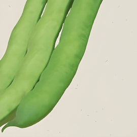 Sementes de fava biológica Vicia faba anual Witkiem