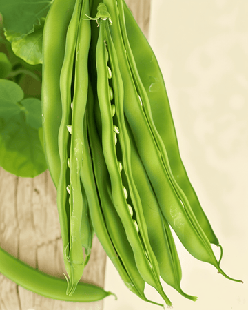 Semillas de judía enana Maxi (Phaseolus vulgaris) – verdura anual ecológica