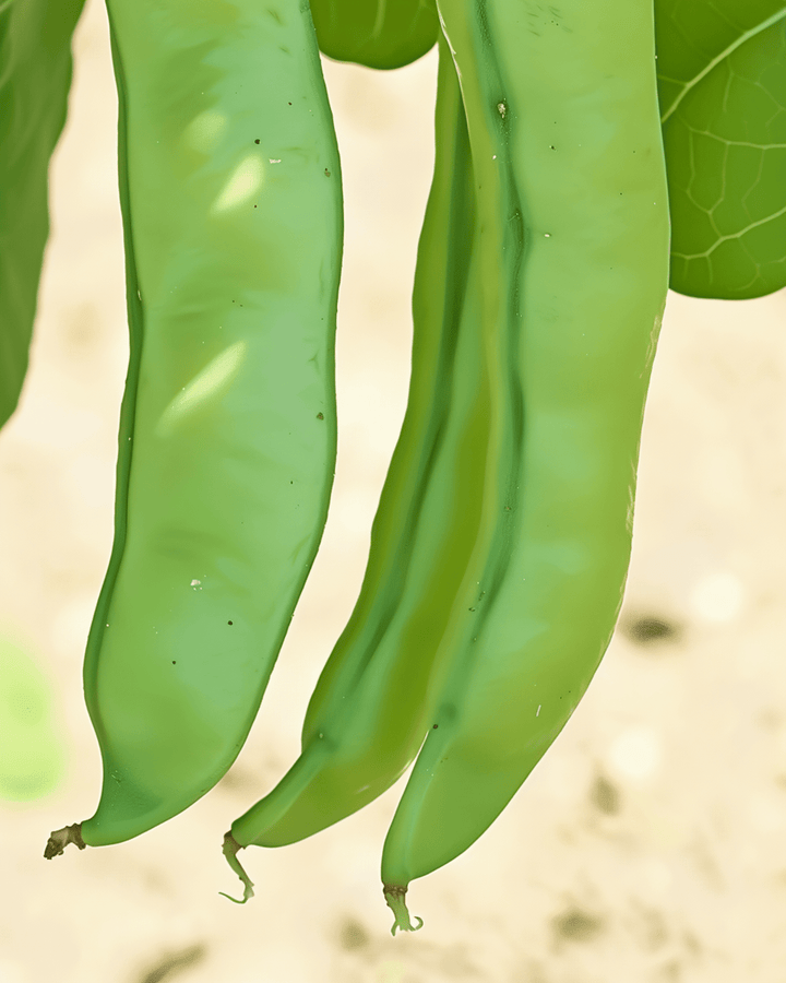 Sementes de Fava Witkiem 50g (Vicia faba) – planta anual biológica