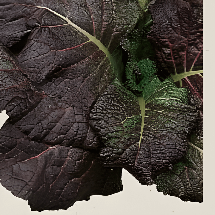 Sementes de mostarda Red Giant (Brassica juncea) – erva anual biológica