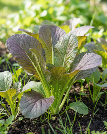Mostaza Red Giant (Brassica juncea) – semillas orgánicas de hierba anual de SeedsChoice