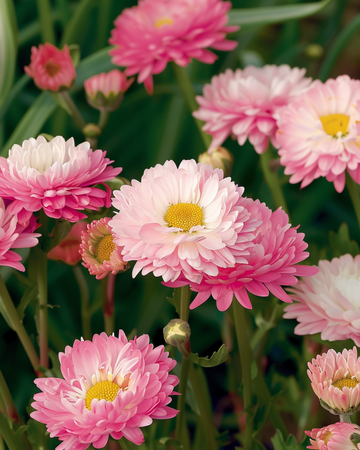 Semillas Double Mixed (Helipterum roseum) – mezcla anual