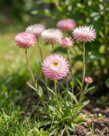 Double Mixed (Helipterum roseum) – semillas de mezcla anual de SeedsChoice