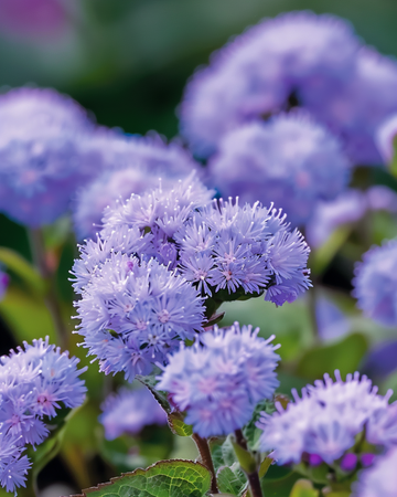 Sementes de ageratum Blue Mink (Ageratum houstonianum) – flor anual