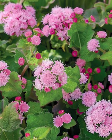Sementes de Ageratum houstonianum Pink Ball – flor anual