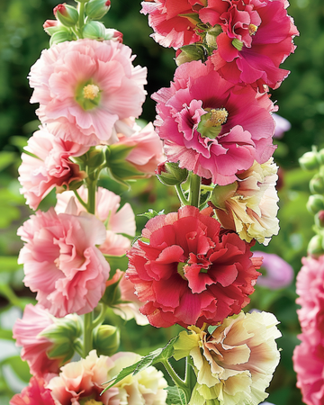 Semillas de malvarrosa Summer Carnival (Alcea rosea) – anual