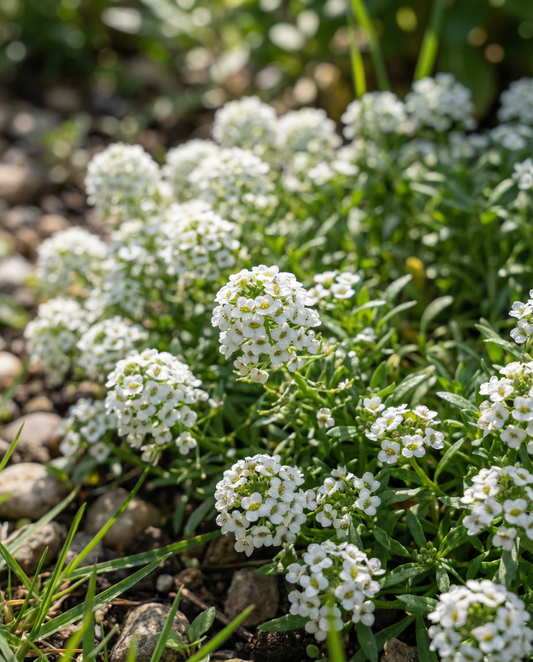 Alyssum Snowcloth (Lobularia maritima) – semillas anuales de SeedsChoice